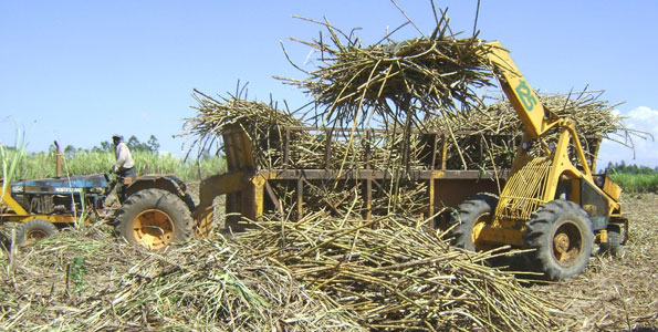 Sugarcane Farming