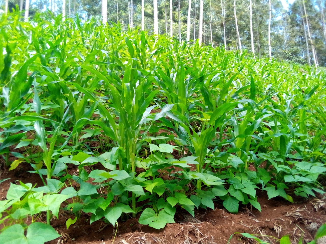 Maize and Beans Production
